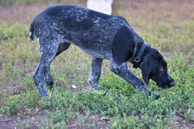 Avcılık köpek doğurmak Alman Wirehaired ibre