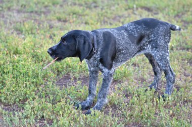 Avcılık köpek doğurmak Alman Wirehaired ibre
