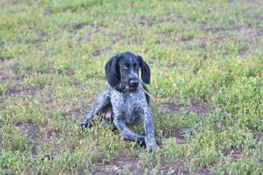 Avcılık köpek doğurmak Alman Wirehaired ibre