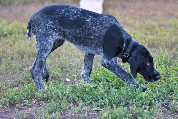 狩猎的犬种德国 Wirehaired 指针 — 图库照片