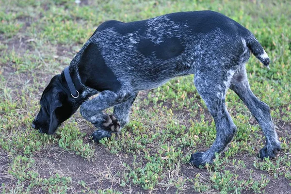 Caccia cane razza tedesco Wirehaired puntatore — Foto Stock