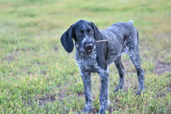 Avcılık köpek doğurmak Alman Wirehaired ibre