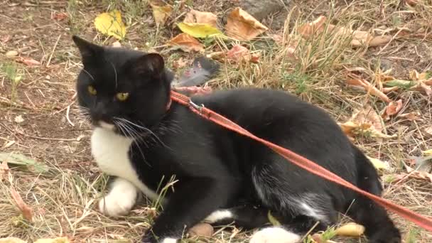 Gatto colore bianco e nero — Video Stock