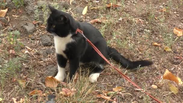 Chat couleur noir et blanc  