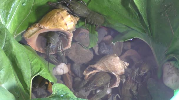 在湖的河小龙虾 — 图库视频影像