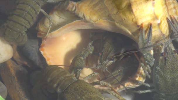 在湖的河小龙虾 — 图库视频影像
