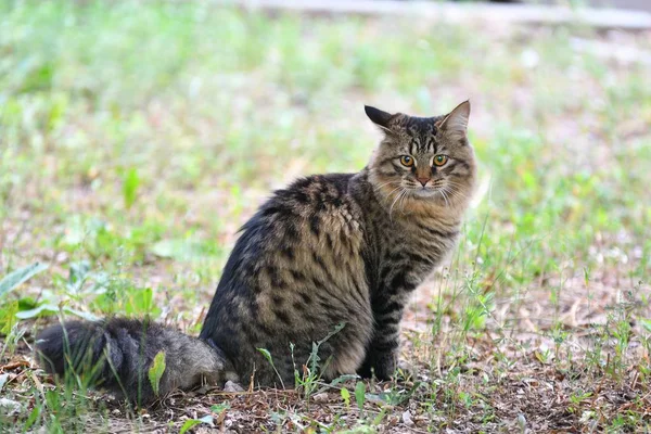 Порода сибирских кошек — стоковое фото