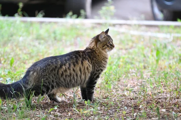 Sibirische Katzenrasse — Stockfoto