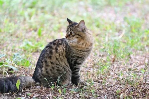 Siberian kedi doğurmak — Stok fotoğraf