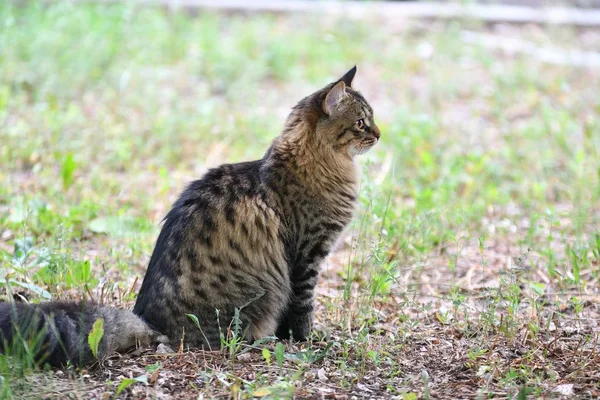 Race de chat sibérienne — Photo