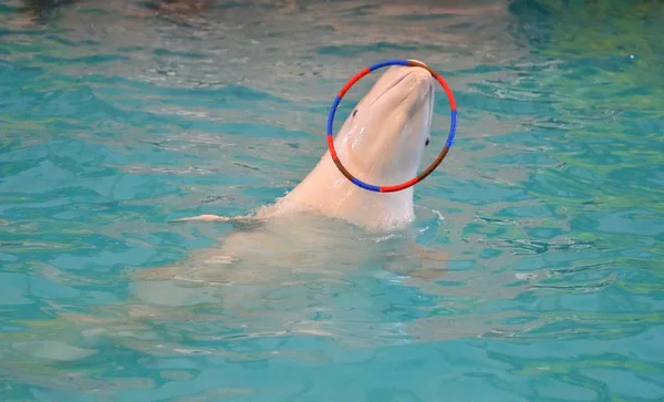 Beluga Walvis (Delphinapterus leucas Lat.) in het Dolfinarium — Stockfoto