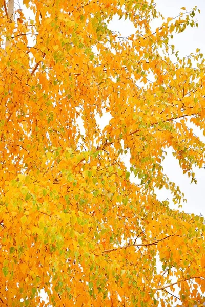 O conceito de outono — Fotografia de Stock