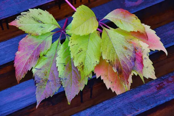 The concept of autumn — Stock Photo, Image