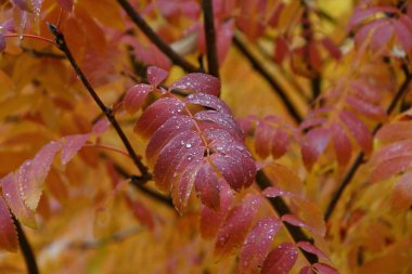 Bir yağmurlu günde şehirde sonbahar