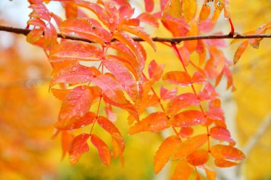 Bir yağmurlu günde şehirde sonbahar