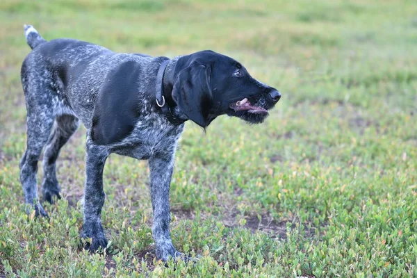 2018 年-狗的一年。狩猎的犬种德国 Wirehaired 指针 — 图库照片