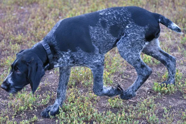 2018-rok psa. Lovecký pes plemene německý Wirehaired ukazatel — Stock fotografie