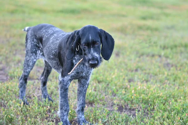 2018 yıl köpek. Avcılık köpek doğurmak Alman Wirehaired ibre — Stok fotoğraf