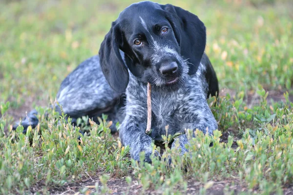 2018 année-année du chien. Chien de chasse race allemande Pointeur Wirehaired — Photo