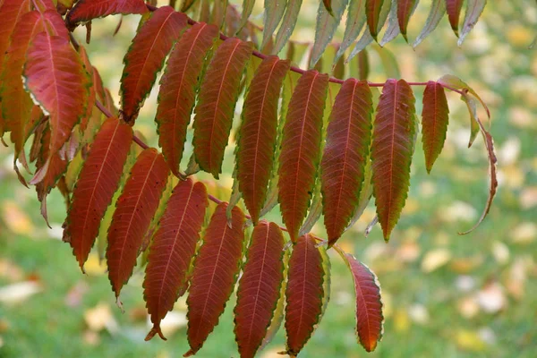 Sonbahar yaprakları ağaç sumak (Lat. Rhus typhina) — Stok fotoğraf