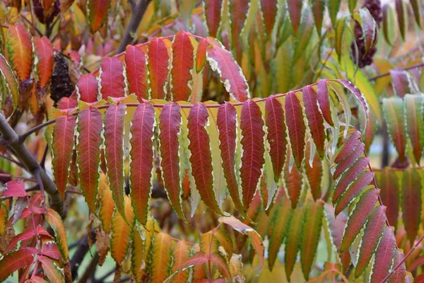 Podzimní listí stromu škumpy (Lat. Rhus typhina) — Stock fotografie