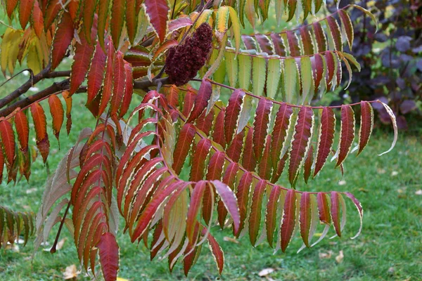 Podzimní listí stromu škumpy (Lat. Rhus typhina) — Stock fotografie