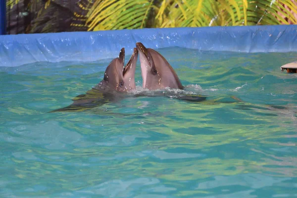 Два дельфина в воде — стоковое фото