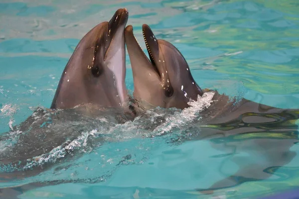Twee dolfijnen in het water — Stockfoto