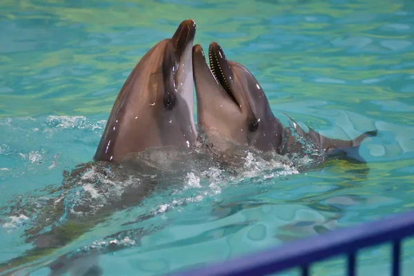 Два дельфина в воде — стоковое фото