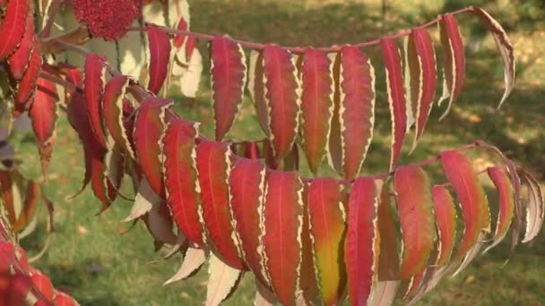 Feuilles d'automne sumac des arbres (LAT. Rhus typhina ) — Video