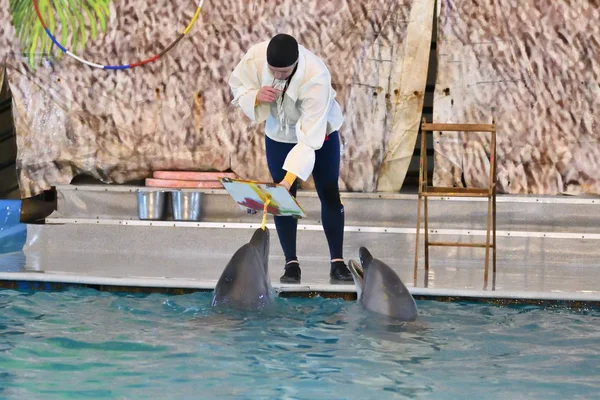 Orenburg, Russia - October 15, 2017 year: Dolphins and Belukha (LAT. Delphinapterus leucas) in the Dolphinarium — Stock Photo, Image