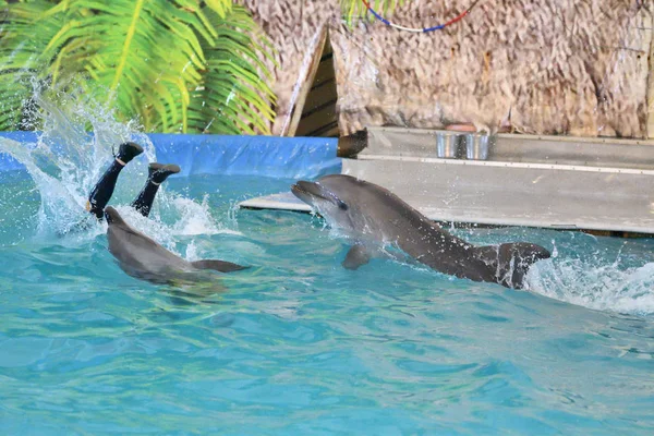 Orenburg, Russia - October 15, 2017 year: Trainer of dolphins and dolphins — Stock Photo, Image