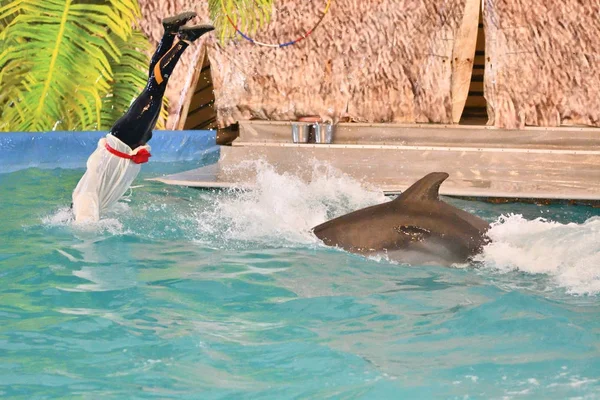 Orenburg, Russia - October 15, 2017 year: Trainer of dolphins and dolphins — Stock Photo, Image