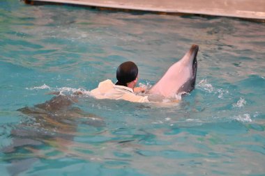 Eğitmen yunuslar ve Yunuslar