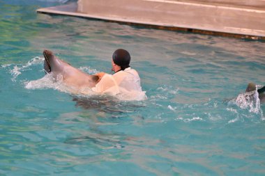 Eğitmen yunuslar ve Yunuslar