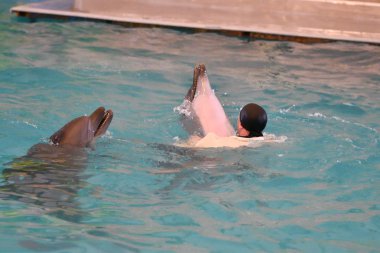 Eğitmen yunuslar ve Yunuslar