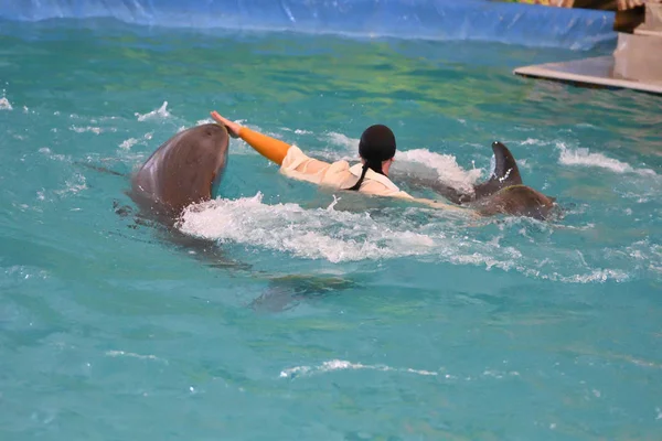 Trainer van dolfijnen en dolfijnen — Stockfoto