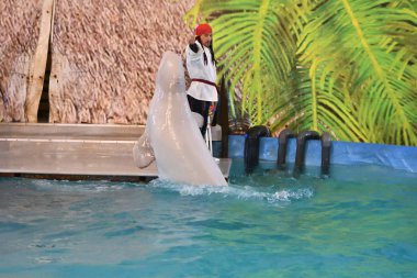 Orenburg, Rusya-Ekim 15, 2017 yıl: belukha (Lat. Delphinapterus leucas) Dolphinarium içinde