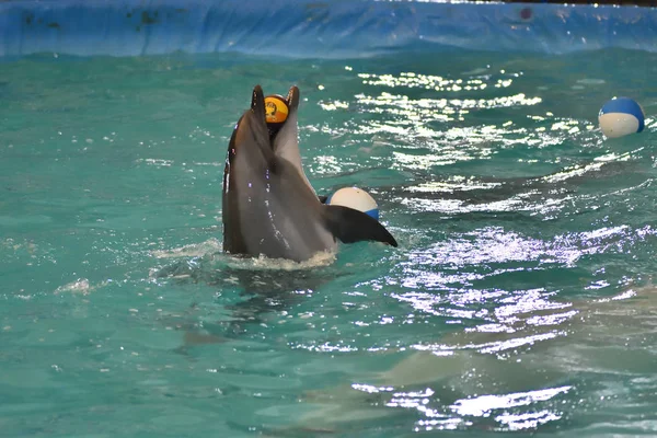 Orenburg, Russia - November 8, 2017 year: show dolphins in the Dolphinarium — Stock Photo, Image