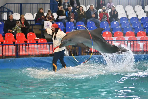 Orenburg, russland - 8. November 2017 jahr: show delphine im delphinarium — Stockfoto