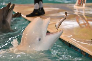 Orenburg, Rusya Federasyonu - 8 Kasım 2017 yıl: yunuslar ve Belukha (Lat. Delphinapterus leucas) Dolphinarium