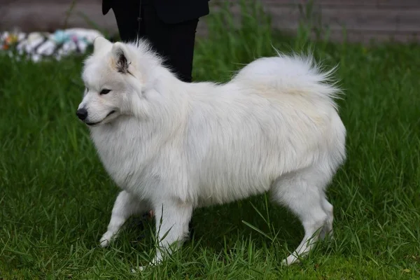 Psí plemeno samojed — Stock fotografie