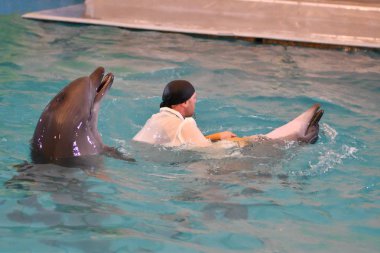 Orenburg, Rusya Federasyonu - 15 Ekim 2017 yıl: eğitmen yunuslar ve Yunuslar