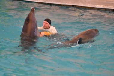 Orenburg, Rusya Federasyonu - 15 Ekim 2017 yıl: eğitmen yunuslar ve Yunuslar