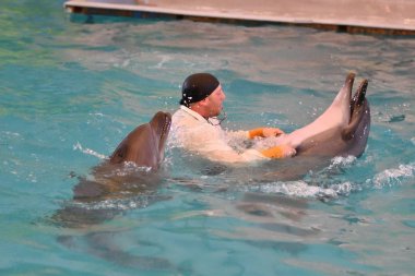 Orenburg, Rusya Federasyonu - 15 Ekim 2017 yıl: eğitmen yunuslar ve Yunuslar