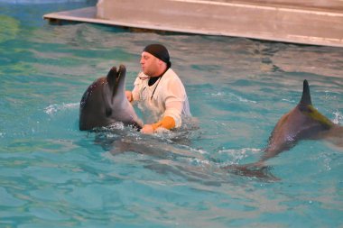 Orenburg, Rusya Federasyonu - 15 Ekim 2017 yıl: eğitmen yunuslar ve Yunuslar