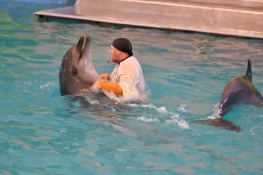 Orenburg, Rusya Federasyonu - 15 Ekim 2017 yıl: eğitmen yunuslar ve Yunuslar