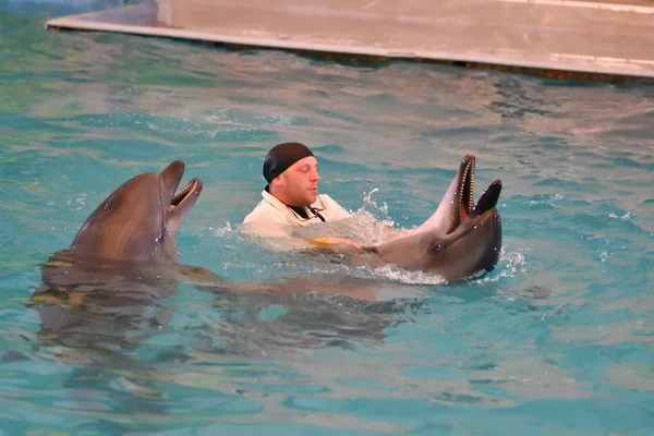 Orenburg, Rusya Federasyonu - 15 Ekim 2017 yıl: eğitmen yunuslar ve Yunuslar