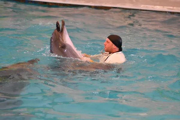 Orenburg, Rusya Federasyonu - 15 Ekim 2017 yıl: eğitmen yunuslar ve Yunuslar