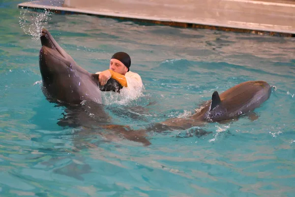Orenburg, Federacja Rosyjska - 15 października 2017 roku: trener delfinów i delfiny — Zdjęcie stockowe